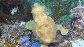 Giant Swimming Frog-Fish