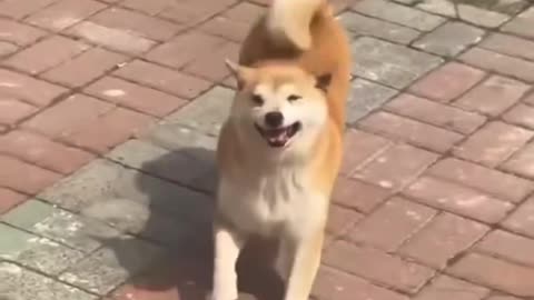 Cute dog dancing