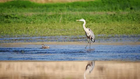 The great blue heron