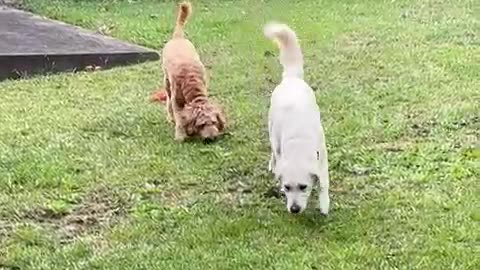 Pups Takes Synchronized Potty Break