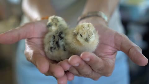 Cute Little Two Newborn hatching Chickens In Farmer Hands New Life