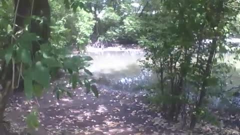 Filming the mangrove at the science museum from afar, you can see the cars [Nature & Animals]