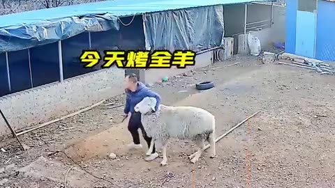 Angry 🐏 🐏 🐏 attack the men 🤯🤯🤯 animal §§§§}{¢$$€€¥$