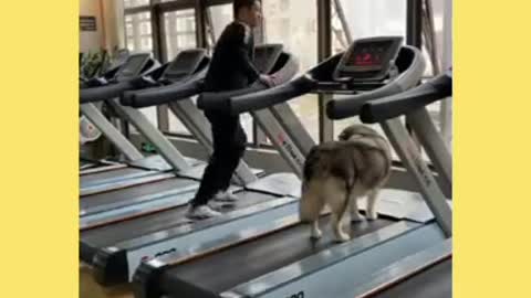 DOG RUNNING IN ZYM