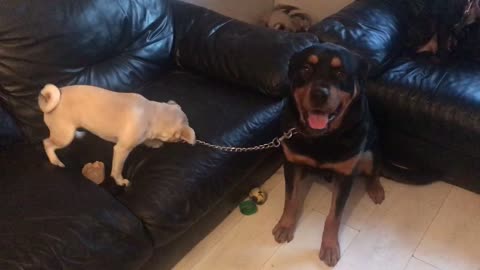 Puppy takes Rottweiler for walk