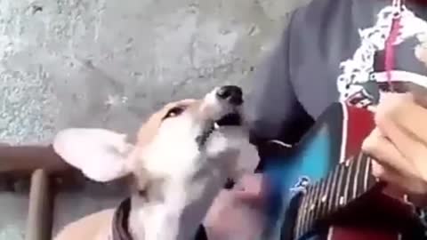 Dog Singing a Song With guitar Music