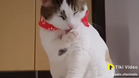 Sad.cute.cat cat video very cute