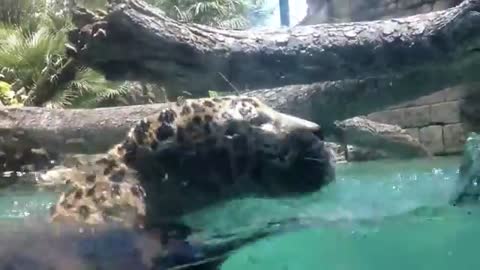 Jacksonville Zoo Swimming Jaguars