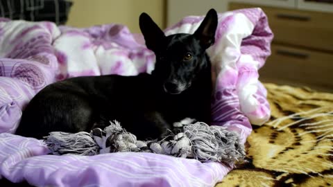 A Dog Lying Down in a Blanket