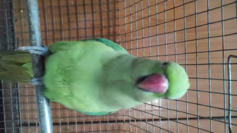 Best parrot talkong everything India parrot cuty parrot Rumble videos