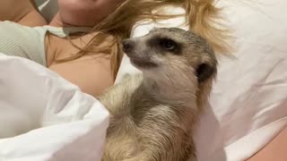 Tired Meerkat Wants Movie Time to End