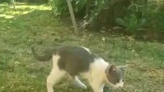 Cute kitten plays in garden