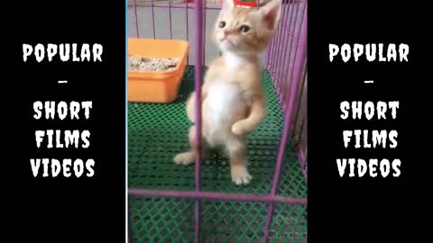 Cute Baby Cat,Funny Baby Cats Videos #Short
