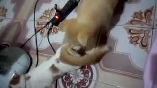 My cat and dog together are so cute - Funny cat & dog video