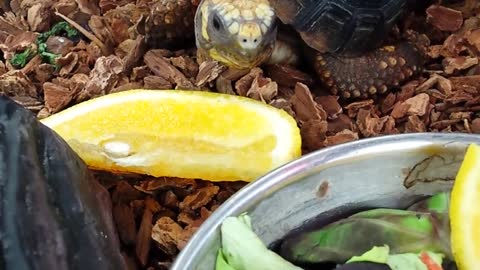 Baby tortoise eats an orange
