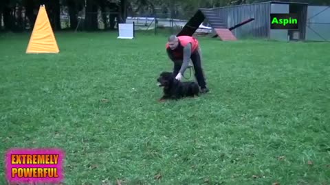 Extreme Trained And Disciplined Rottweiler Dogs