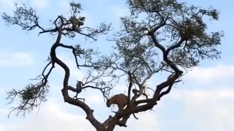 AMAZING! Leopard Hunts Monkey on a TREE
