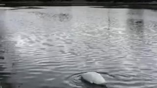 Beautiful white duck in Ontario lake 🇨🇦
