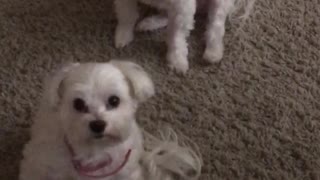 Two dogs look up in unison