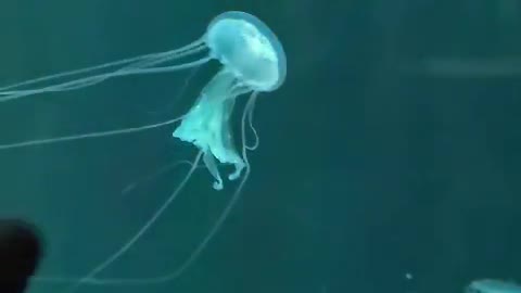 Cute jellyfish movement