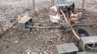 Chickens eat a Banquet "Backyard BBQ" TV dinner with some extras.