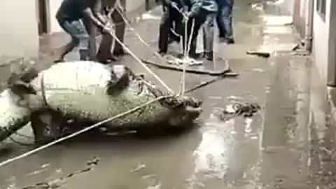 Gigantic crocodile sweeps into residential area. During rains in Uttar
