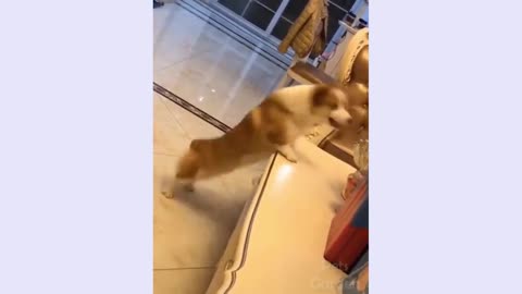 The Dog is jumping exercise very funny video😂