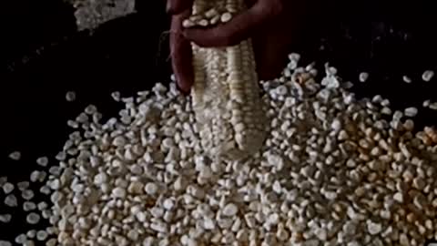 Interesting way of making corn by hand (by hand).