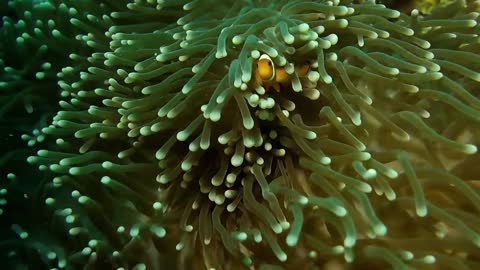 Clone fish playing in the soft corals.