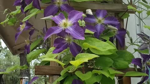 Clematis