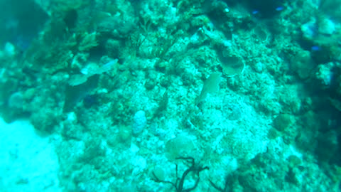 Cancun Mexico Carribean Scuba Diving Part 6