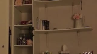 Cat tries to climb down shelves
