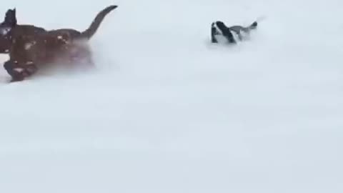 Awesome Doggy Flying Ears 😅 Dogs Running in the Snow