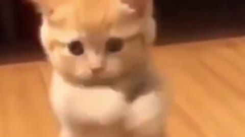 Lets Dance Baby...Funny Kitten learning Dance