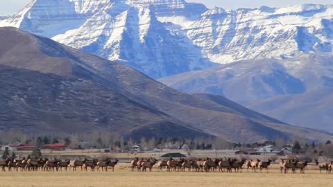 a big herd of elk in field by houses panning shot