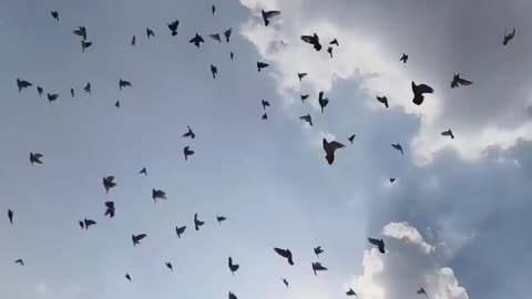 Pigeon love story video kabutar viral traning