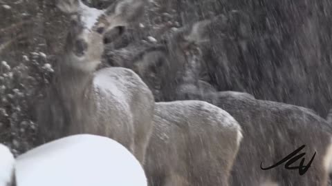 January 17, 2024 snowing drive and unexpectedly we see deer pruning hedges