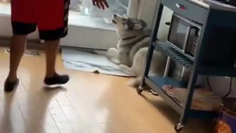 Dramatic Husky mad because he cant play outside!!!!