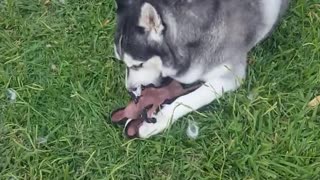 Husky not wanting anyone touching toy