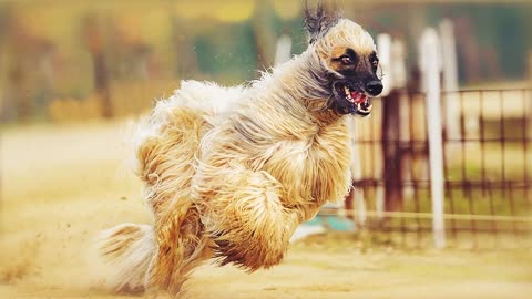 These Dogs can Run Faster Usain Bolt