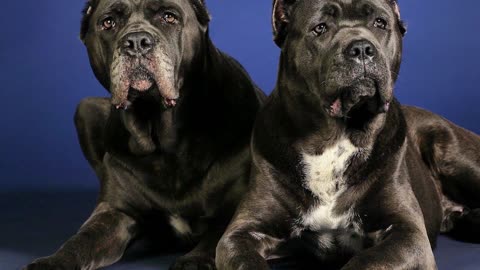 WHAT YOU NEED TO KNOW ABOUT CANE CORSO