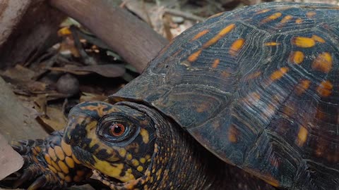 5 Types of Turtles You Can Have as Pets