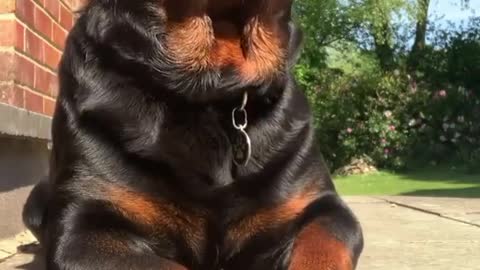 What A Big Cute rottweiler baby 😍😍