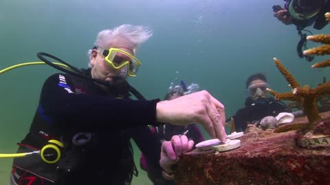 NSU Center of Excellence for Coral Reef Ecosystems Research Coral Restoration
