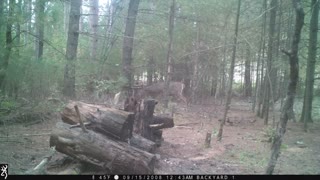 Opening Morning Buck Under Stand