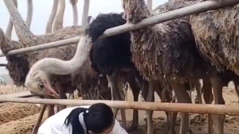 It is not easy to steal ostrich eggs
