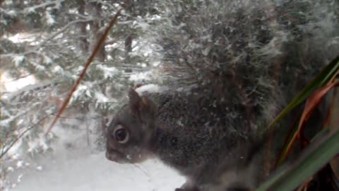 Squirrel on the sill eating snow, a meditation video