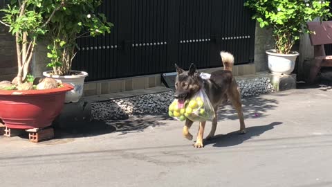 Dog Helps Owner Carry The Groceries