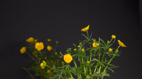 Buttercups Medow # Blooming Time Lapse #Yellow Flowers