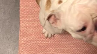 Bulldog eats fruit in a kitchen with his owner